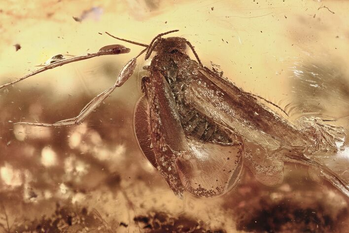 Detailed Fossil Moth, Fly, Beetle, and Wasp in Baltic Amber #307218